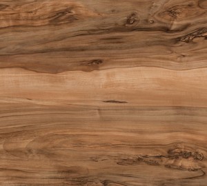 567 CR-Индийский Шишам